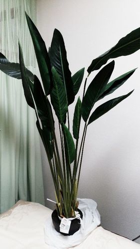 ニトリ観葉植物 造花 ストレリッチア新品店舗等に ニャンタ 横浜のその他の中古あげます 譲ります ジモティーで不用品の処分