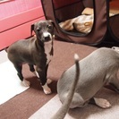 イタグレ子犬、生後約２ヶ月