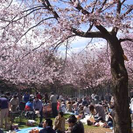 本日4月12日 円山公園 花見🌸