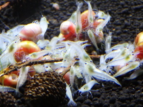 鑑賞エビクリスタルクリアーホワイトシュリンプ繁殖セット5匹 シナモン 泉佐野のその他の中古あげます 譲ります ジモティーで不用品の処分