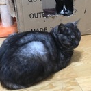 ブラックスモークの黒猫（♂）の画像