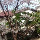 ソメイヨシノ桜の木譲ります