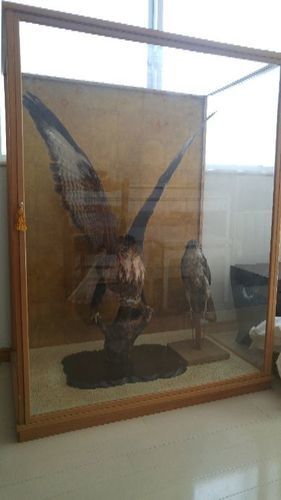 剥製　鳥　猛禽類