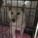 柴犬９か月血統証