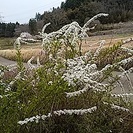 ゆきやなぎ。一株