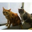 東京 足立区 猫好きにはたまらない！猫と暮らせる癒しのシェアハウス♪初月家賃が格安の0.1万から！！ - 足立区