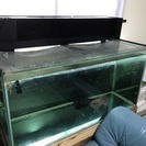 水槽 大型水槽 アロワナ 熱帯魚 1200水槽 120水槽