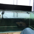 水槽 大型水槽 アロワナ 熱帯魚 1200水槽 120水槽