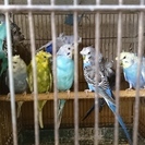 羽衣セキセイインコ（おうちが決りました）