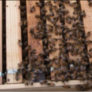 蜂の巣箱(1個)