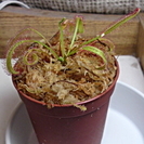 食虫植物 アフリカナガバモウセンゴケ D.capensis 白花...