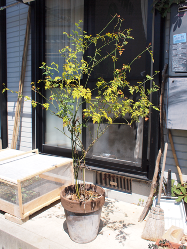 0円 スタージャスミン テラコッタ鉢植え のり 京都のその他の中古あげます 譲ります ジモティーで不用品の処分
