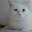 ブルーアイで真っ白な美しい猫ちゃん！