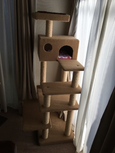 子猫 シニア猫用キャットタワー
