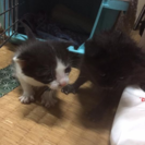 急募！！黒猫★里親募集中