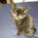 生後　１ヵ月半の黒ネコ