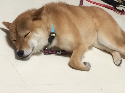 かわいい柴犬です 至急 里親募集 りほ 岩塚の柴犬の里親募集 ジモティー