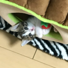 子猫 里親募集中の画像