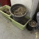 植木鉢と土