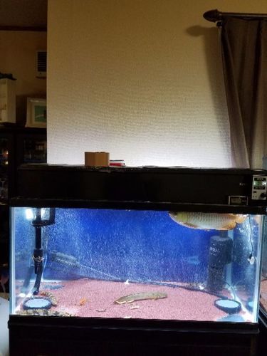 アロワナ　フルセット