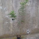 観葉植物/庭木　シマトネリコ　1.8m 1本