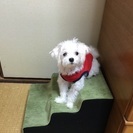 愛犬家を探しています。出来れば近所の方が良いです。