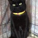 綺麗な黒猫ちゃん★約2歳のメス猫ちゃんの画像