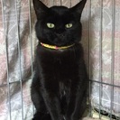 綺麗な黒猫ちゃん★約2歳のメス猫ちゃん - 府中市