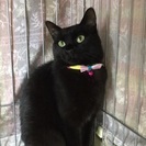綺麗な黒猫ちゃん★約2歳のメス猫ちゃん - 猫