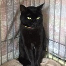 綺麗な黒猫ちゃん★約2歳のメス猫ちゃん − 東京都