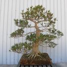 ★唐松園　　粘張り抜群　安定感ある　銘木　さつき　光琳