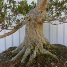 ★唐松園　　粘張り抜群　安定感ある　銘木　さつき　光琳