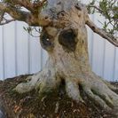 ★唐松園　　粘張り抜群　安定感ある　銘木　さつき　光琳