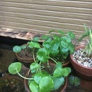 ウオーターコイン（ウオーターマッシュルーム）水生植物