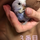 セキセイインコ ひな - 里親募集