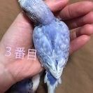 セキセイインコ ひな − 岡山県