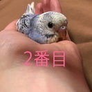 セキセイインコ ひな - その他