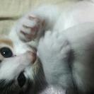 生後１ヶ月半の仔猫ちゃん 里親さん募集 - 猫