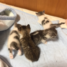 子猫4姉弟 - 福岡市