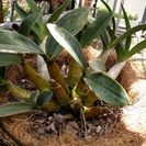 ラン：タイミンセッコクのハンギングバスケット植えです。