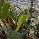 ラン：タイミンセッコク（Den.speciosum)です