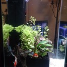 ブリオ brio ガラス水槽 水槽台 セット 黒色