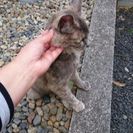 ☆里親決まりました☆小さな命を助けたい。子猫の里親さん募集 − 栃木県