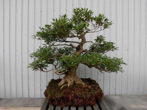 ★唐松園　秀峰の光　さつき　コケ順良い　太幹