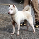 紀州犬　ショータイプの美犬　メス　１歳