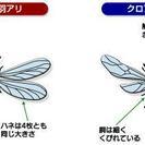 シロアリ駆除、防除工事‼ − 東京都