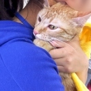 6月18日(日)  猫の譲渡会 名古屋市西区 ふれあい館 みなと猫の会主催 - 名古屋市