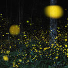 5月27日(5/27)  蛍とともに横浜日本庭園ライトアップNightウォーキングコン！の画像