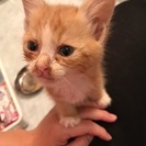 オレンジタビーの生後1ヶ月の子猫ちゃんの画像