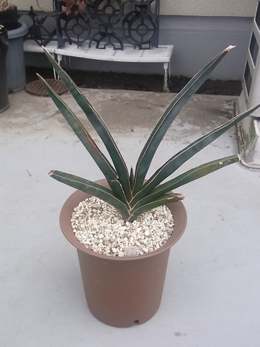 サンスベリア ロブスタ多肉植物観葉植物 ダパンp 北本のその他の中古あげます 譲ります ジモティーで不用品の処分